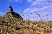 Church among vineyards, Mutigny, early spring, Cte de Blancs vineyard, Champagne country, France