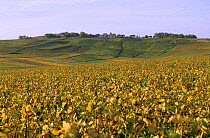 Village of Mutigny on top of hill, autumn, Cte de Blancs vineyard, Champagne country, France