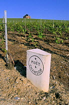 Vineyard, Moet et Chandon property, Cte de Blancs vineyard, Champagne country, France