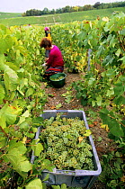 Chardonnay grape harvest during autumn, Chouilly, Cte de Blancs vineyard, Champagne country, France
