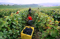 Pinot noir grape harvest during autumn, Chouilly, Cte de Blancs vineyard, Champagne country, France