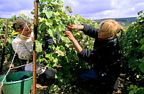 Women harvesting Pinot noir grapes during autumn, Chouilly, Cte de Blancs vineyard, Champagne country, France