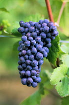 Pinot noir bunch of grapes, Champagne country, France