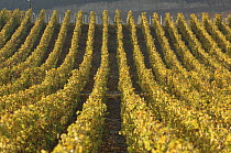 Rows of vines in Chouilly vineyard in autumn, 100% Grand Cru classification, Chardonnay wine, Cte de Blancs vineyard, Champagne country, France