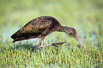Glossy ibis {Plegadis falcinellus} scratching sequence 1/2, Donana NP, Spain