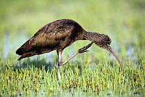 Glossy ibis {Plegadis falcinellus} scratching sequence 2/2, Donana NP, Spain