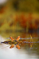 Whiskered tern {Chlydonias hybrida} chicks on nest in pond, Donana NP, Sevilla, Spain