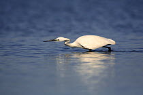 Little Egret {Egretta garzetta} wading through water, Donana NP, Sevilla, Spain