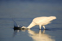 Little Egret {Egretta garzetta} making a splash whilst hunting for food in lake, Donana NP, Sevilla, Spain