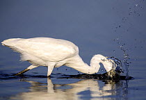 Little Egret {Egretta garzetta} making a splash whilst hunting for food in lake, Donana NP, Sevilla, Spain.