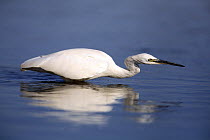 Little Egret {Egretta garzetta} wading in lake, Donana NP, Sevilla, Spain