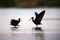 Silhouettes of Glossy ibis {Plegadis falcinellus} with wings outstretched standing in water, Donana NP, Spain