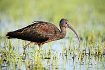 Glossy ibis {Plegadis falcinellus} wading in wetlands, Donana NP, Spain