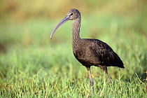 Glossy ibis {Plegadis falcinellus} in wetlands, Donana NP, Spain