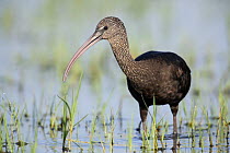 Glossy ibis {Plegadis falcinellus} standing amongst water vegetation, Donana NP, Spain