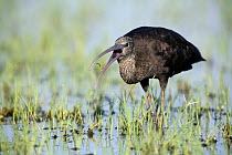 Portrait of Glossy ibis {Plegadis falcinellus} feeding in wetlands with beak open, Donana NP, Spain