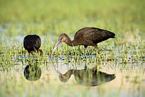 Glossy ibis {Plegadis falcinellus} foraging in wetlands, Donana NP, Spain