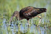 Glossy ibis {Plegadis falcinellus} with tag, foraging amongst wetland vegetation, Donana NP, Spain