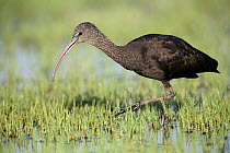 Glossy ibis {Plegadis falcinellus} wading amongst wetland vegetation, Donana NP, Spain
