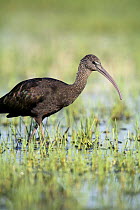Glossy ibis {Plegadis falcinellus} wading in wetlands, Donana NP, Spain