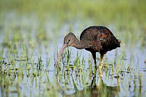 Glossy ibis {Plegadis falcinellus} feeding in wetlands, Donana NP, Spain
