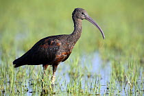 Glossy ibis {Plegadis falcinellus} with tag, Donana NP, Spain