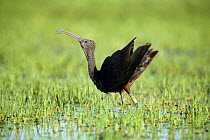 Glossy ibis {Plegadis falcinellus} with tag, displaying in wetlands, Donana NP, Spain