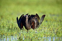 Glossy ibis {Plegadis falcinellus} dispalying in wetland, sequence 2/2, Donana NP, Spain