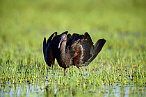 Glossy ibis {Plegadis falcinellus} dispalying in wetland, sequence 1/2, Donana NP, Spain