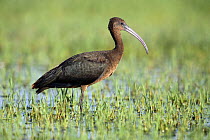 Glossy ibis {Plegadis falcinellus} standing in wetlands, Donana NP, Spain