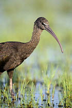 Glossy ibis {Plegadis falcinellus} portrait, in wetlands, Donana NP, Spain