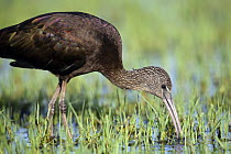 Glossy ibis {Plegadis falcinellus} feeding amongst wetland vegetation, Donana NP, Spain