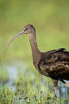 Glossy ibis {Plegadis falcinellus} Donana NP, Spain
