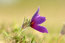 Pasque Flower {Pulsatilla vulgaris} Barnack Hills and Holes, Camridgeshire, UK, April