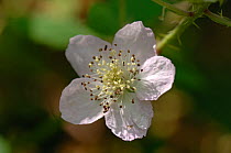 Bramble / Blackberry {Rubus plicatus} close-up of flower, Bedford Purlieus, Cambridgeshire, UK, July