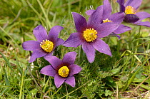 Pasque flowers {Pulsatilla vulgaris} Barnack Hills and Holes, Cambridgeshire, UK