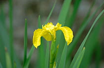 Yellow Flag {Iris pseudacorus} River Nene, Water Newton, Cambridgeshire, UK