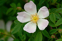 Dog rose {Rosa canina} close-up of flower, Water newton, Cambridgeshire, UK