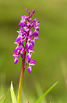 Orchid {Orchidaeceae} UK