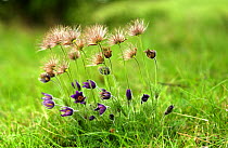Pasque Flowers and seed heads {Pulsatilla Vulgaris} Barnack Hills and Holes, Cambridgeshire, UK