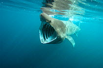 Basking shark {Cetorhinus maximus} feeding, mouth open, UK