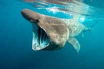 Basking shark {Cetorhinus maximus} feeding, mouth open, UK