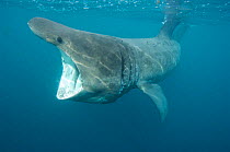 Basking shark {Cetorhinus maximus} feeding, UK mouth open
