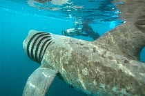 Cameraman filming Basking shark {Cetorhinus maximus} feeding, UK