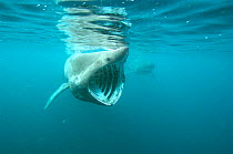 Basking shark {Cetorhinus maximus} feeding, UK mouth open