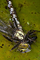 Pond skaters {Gerris lacustris} feeding on Southern hawker dragonfly {Aeshna cyanea} England