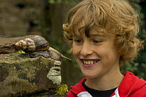 Boy observing Giant african land snail {Achatina marginata} captive, England