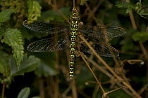 Southern hawker dragonfly {Aeshna cyanea} adult female, freshly emerged from aquatic nymph stage, England
