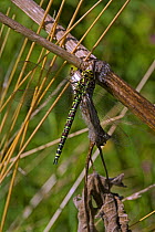 Adult Southern hawker dragonfly {Aeshna cyanea} hanging from branch, freshly emerged from aquatic nymph stage, England