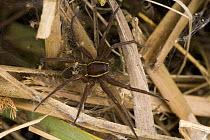 Fen raft spider {Dolomedes plantarius} mother guarding babies in nursery web, England